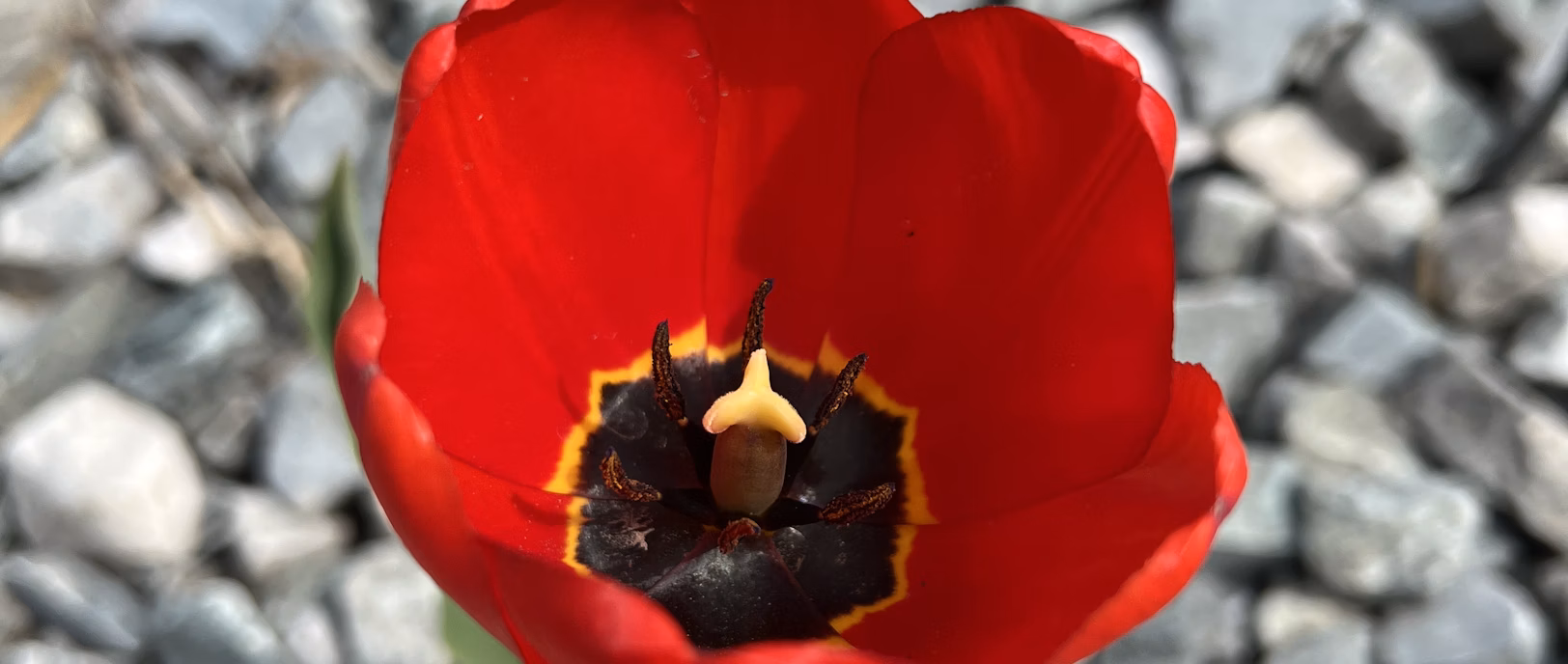 Love Beyond Sight: The Story of Sara and Noah